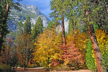 Fototapeta na wymiar Pine trees and fall foliage frame a granite mountainside in Yosemite Valley National Park.