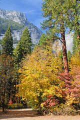 Fototapeta premium Pine trees and fall foliage frame a granite mountainside in Yosemite Valley National Park.