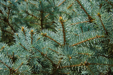 blue spruce branches 