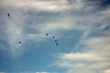 Gaggle of Canada geese flying on a sunny day
