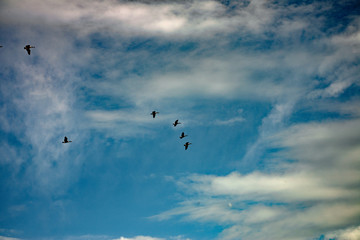Flock of Canada geese flying on a sunny day