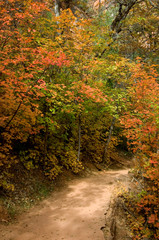 Brilliant fall foliage lines a dirt trail in Zion National Park, Utah.