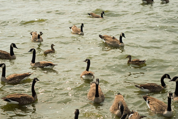 Gaggle of Canada geese at Pymatuning reservoir