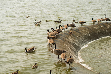 Canada geese on edge of Pymatuning reservoir spillway © Moments by Patrick