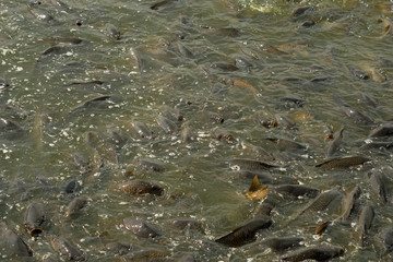 Carps in feeding frenzy at Pymatuning reservoir spillway