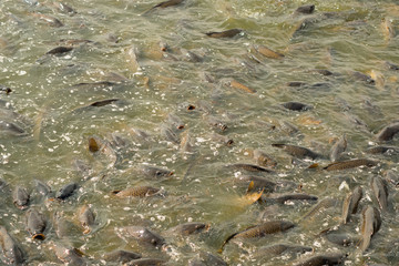 Carps in feeding frenzy at Pymatuning reservoir spillway