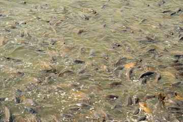 Carps in feeding frenzy at Pymatuning reservoir in Pennsylvania