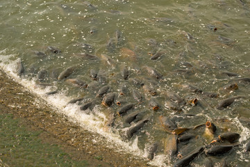 Large number of carp feeding at the Pymatuning reservoir spillway 