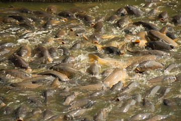 Large number of carps in feeding frenzy at the Pymatuning reservoir spillway