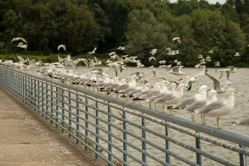 Colony of seagulls lined up in a row on steel railing