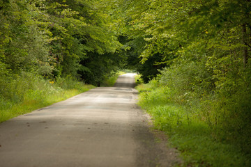 Rural Pennsylvania road under tree canopy