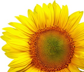 Single Sunflower Close-up - Isolated