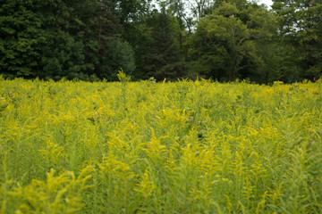 Obraz premium Field of yellow wild flowers in bloom
