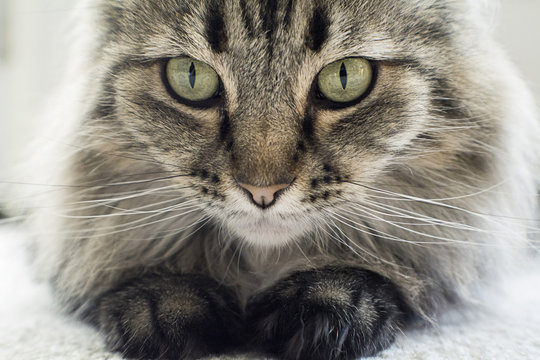 beautiful black and white maine coon cat 