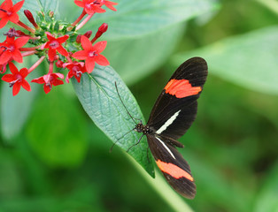 Fototapeta premium close up on beautiful butterfly on red flower