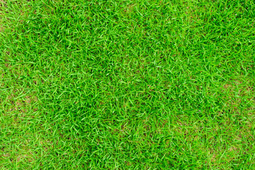 Fototapeta premium Green grass texture background, Green grass natural, Background texture
