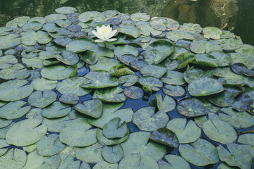 One white lily floating in a pond with lily pads