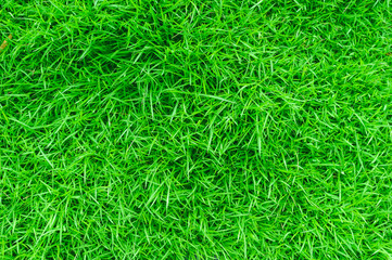 Green grass texture background, Green grass natural, Background texture