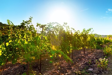 Vineyard Scenery During Day