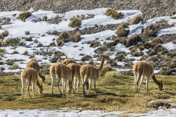 Fototapeta na wymiar Vicunas mammals grazing pasture over Lauca National Park meadows with the volcanoes on the far distance during a winter day, Atacama Desert, Chile 
