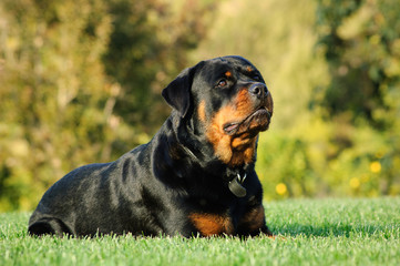 Rottweiler dog outdoor portrait lying down in green grass