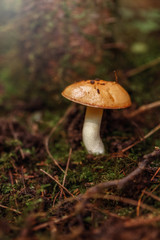 Macro of beautiful small red yellow mushroom in autumn forest grass moss. View from top above. Boletus in wood. Sunny day in country rural are.