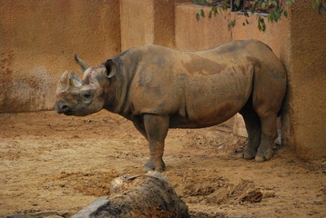Obraz premium Rhinoceros Portrait