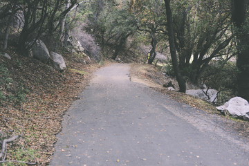 Small road in the mountain forest with green trees and rocks