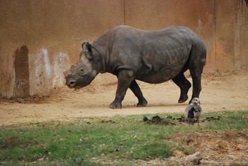 Naklejka premium Rhinoceros Portrait