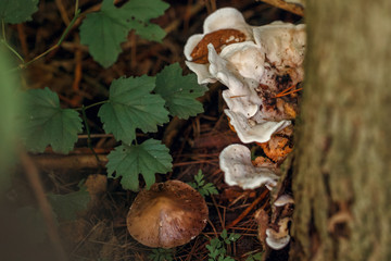 Macro of beautiful small red yellow mushroom in autumn forest grass moss. View from top above. Fungus boletus in wood. Sunny day in country rural are.
