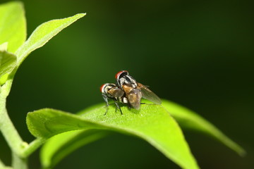 back view of fly mating blur background