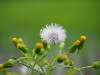 dandelion with white seeds