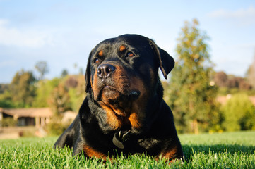 Rottweiler dog outdoor portrait lying down in green grass