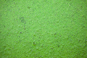 many small green leaves of an aquatic plant on the surface of water, background, texture