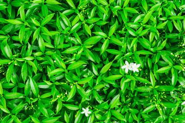 White flowers placed on many green leaves. Idea Ideas for Green Backgrounds.
