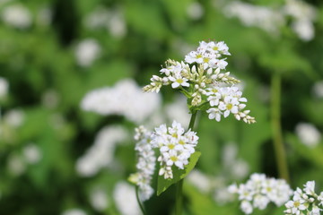 そばの花（福島県・猪苗代町）