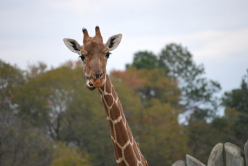 Giraffe  Portrait