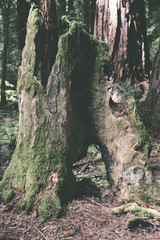 A hollowed out redwood tree with moss