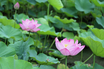 Fototapeta premium ７月のハスの花