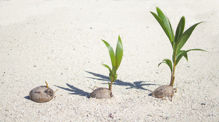 Growing coconut