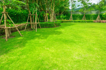 Green lawn, The front lawn for background.