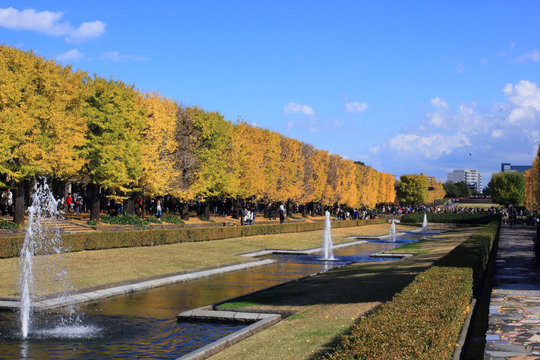 3 196 Best 昭和記念公園 Images Stock Photos Vectors Adobe Stock