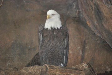 American Bald Eagle