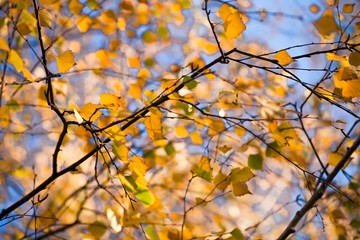 Fototapeta na wymiar Autumn Birch Leaves on the Branches with Blue Sky on The