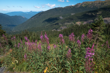 Obraz premium Purple fireweed with background of Mount Baker - Snoqualmie National Forest