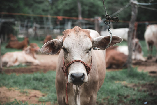 Closeup image of an asian white cow in a farmland