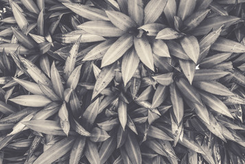 Top view of green leaves with slender, pointed leaves. Design ideas for the background.
Black and white concept.
