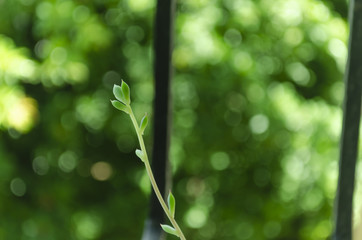 Fototapeta na wymiar small shoot of plant leaves with bokeh 18-55mm