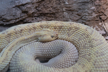San Diego Zoo Schlange