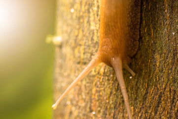 Snail and wood green nature.